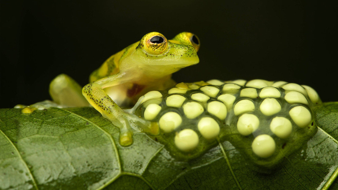 El experimento que permite ‘resucitar’ un bosque tropical en Suramérica