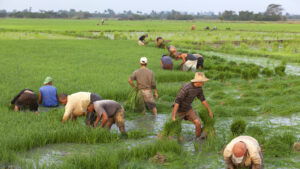 Cuba realiza experimento de cooperación agrícola con Vietnam para reforzar la seguridad alimentaria