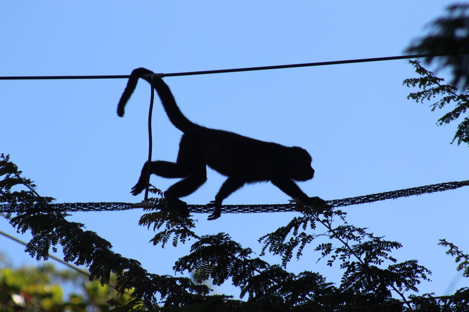 Campaña costarricense busca salvar a animales de morir electrocutados