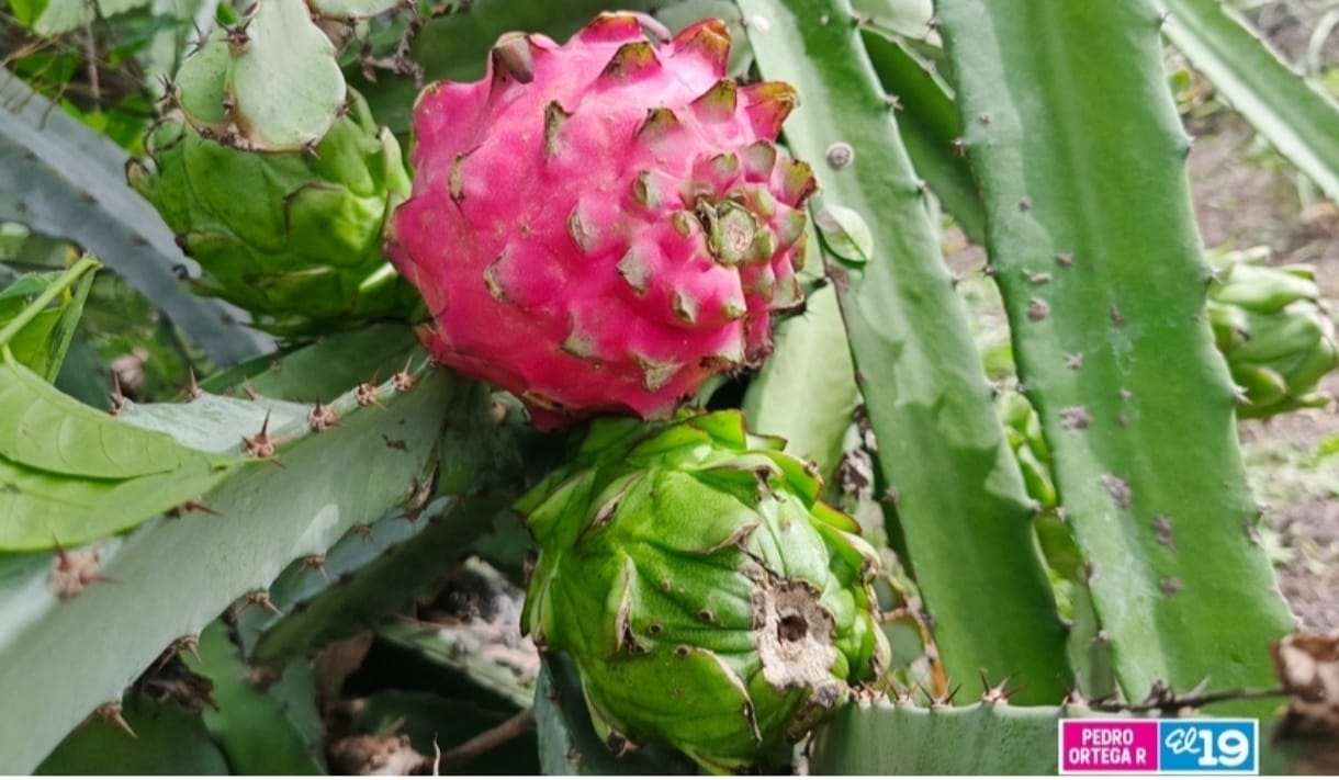 Nicaragua proyecta una buena producción de piña y pitahaya en el invierno