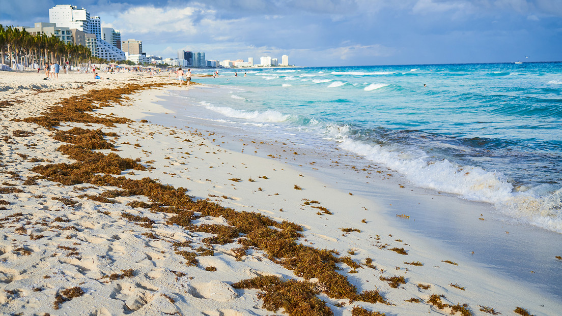 La anomalía biológica que pone en jaque al turismo en el Caribe