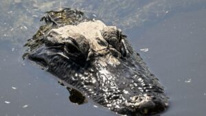 Califican de aberrante nueva prisión