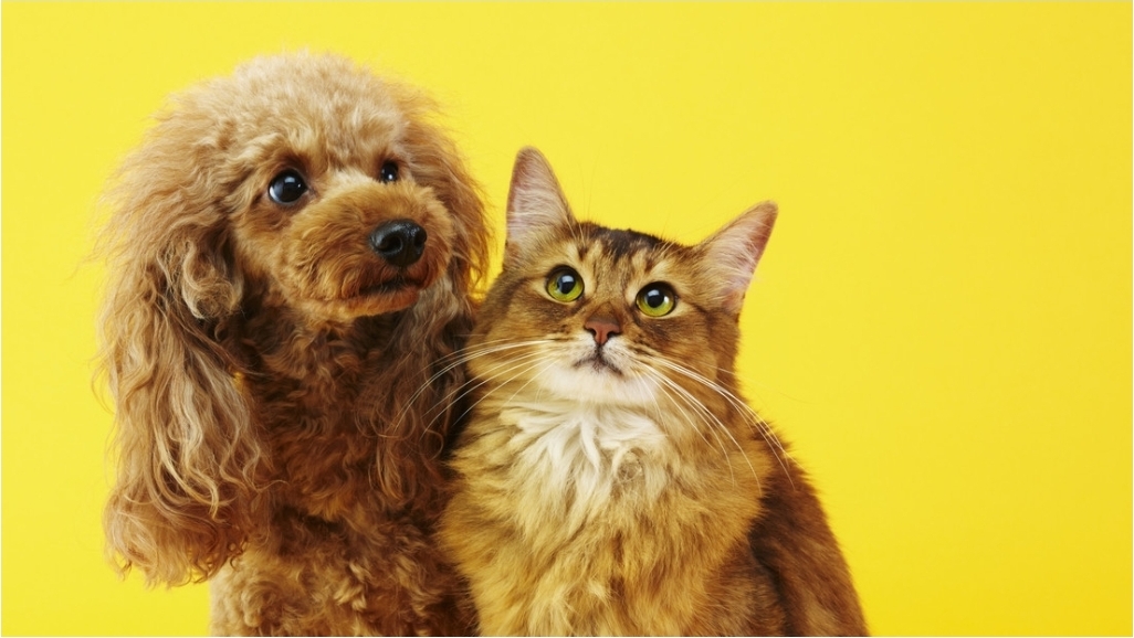 Descubren un nuevo e increíble beneficio de tener gatos y perros