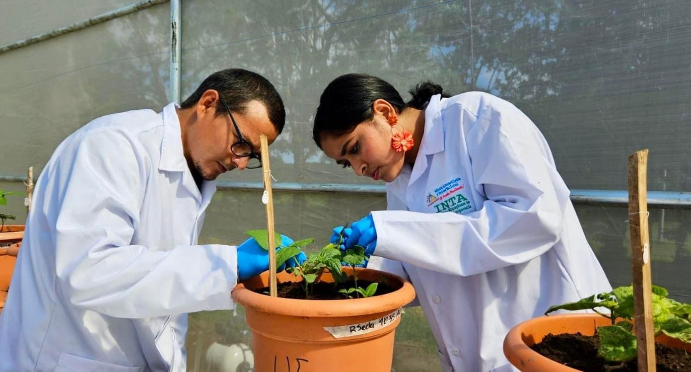 Nicaragua desarrolla 25 variedades de frijol rojo y negro, resistentes al cambio climático