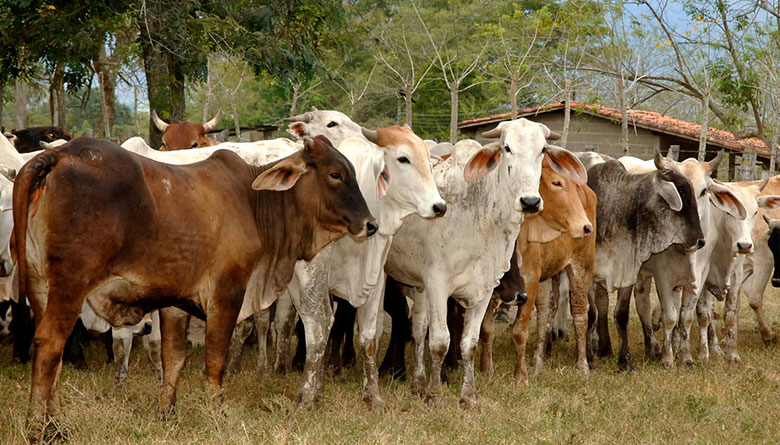 La receta del éxito del sector bovino de Nicaragua