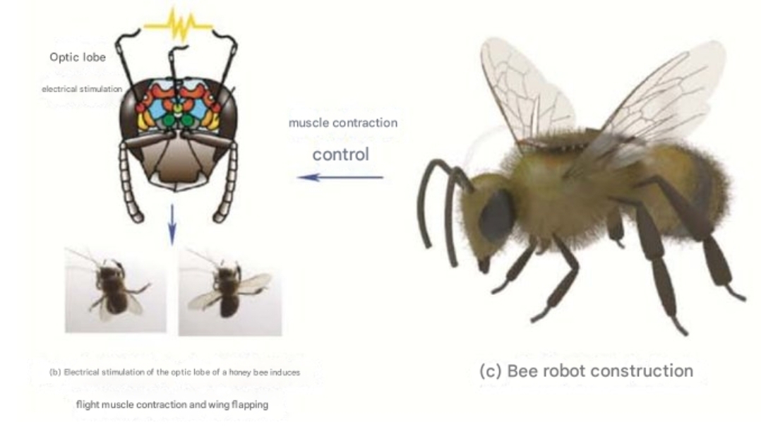 China crea la primera abeja cíborg