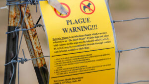 La 'peste negra' deja un muerto en EE.UU.: ¿qué se sabe?