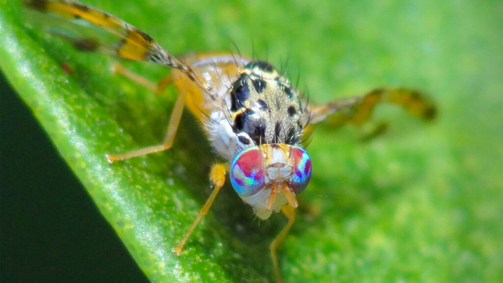 ¿Guerra de plagas? Los cultivos infectados enfrentan a dos países de Latinoamérica