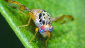 ¿Guerra de plagas? Los cultivos infectados enfrentan a dos países de Latinoamérica