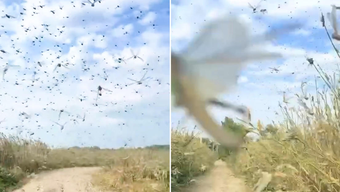 ‘Plaga bíblica’: Enormes enjambres de langostas devoran el sur de Ucrania