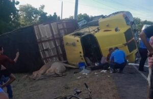 Camionero impacta y mata a persona que arreaba ganado en Malpaisillo