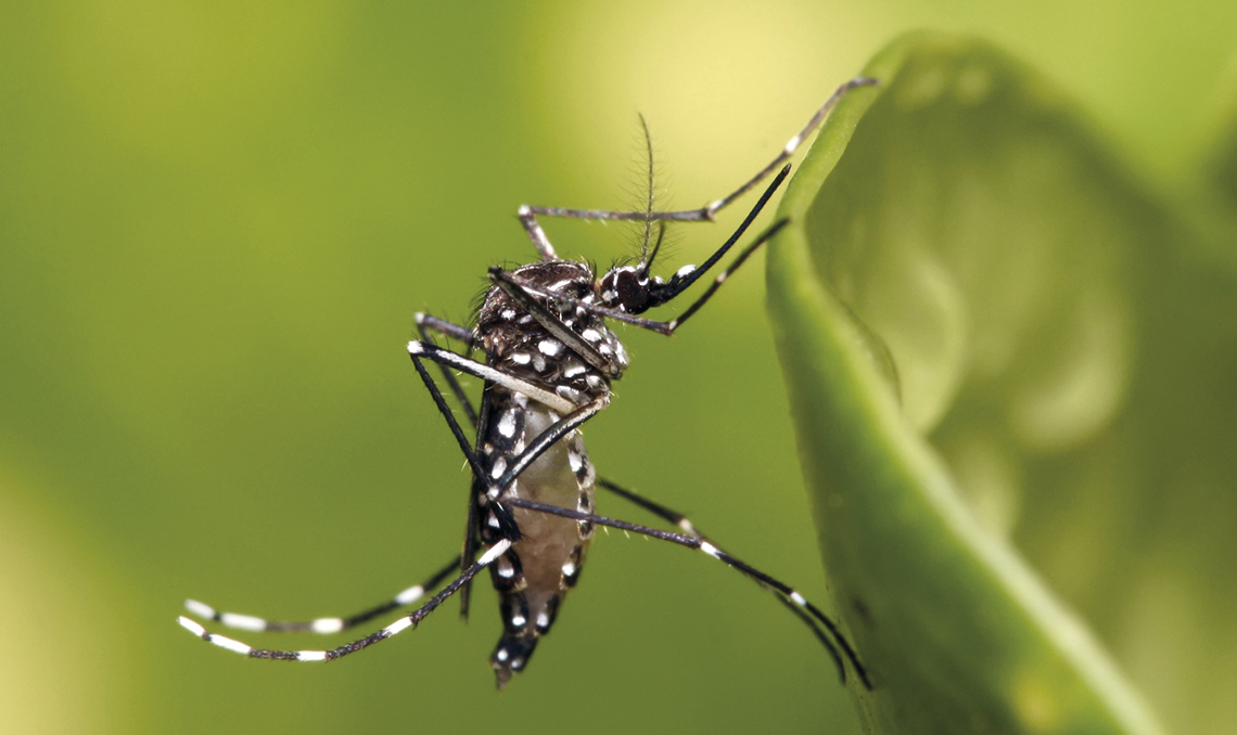 OMS alerta sobre posible propagación global de Chikungunya