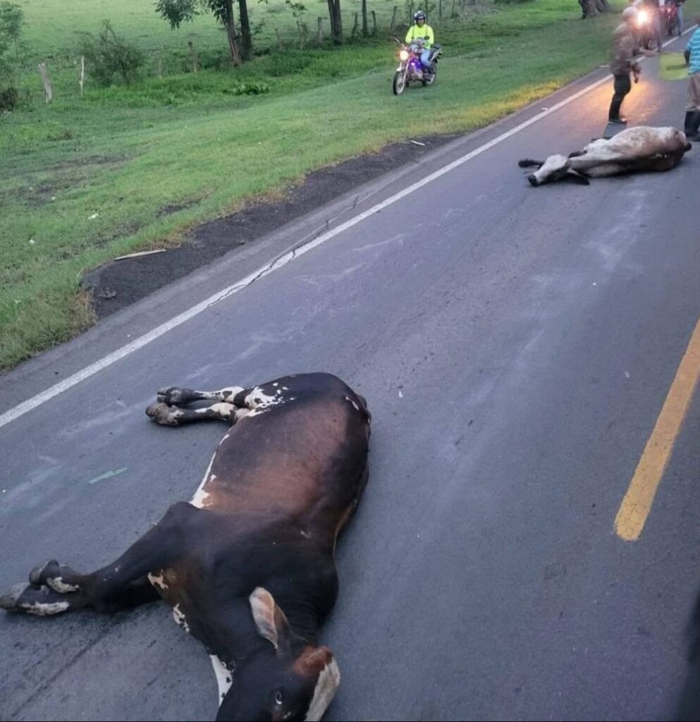 Seis vacas murieron tras ser impactadas por autobús en la Panamericana Sur