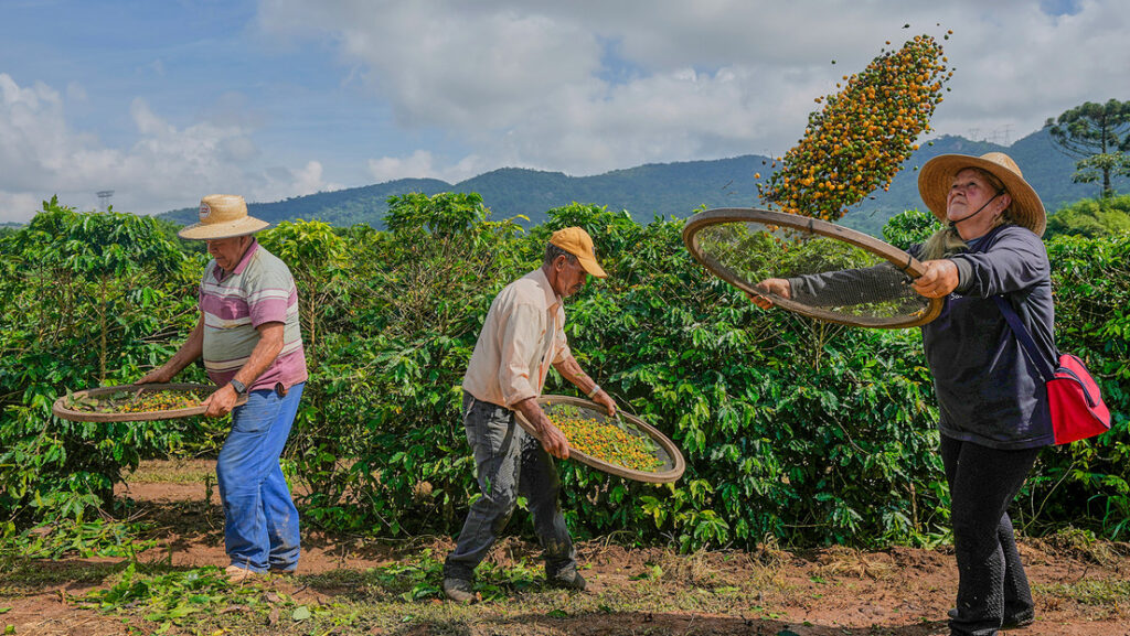 Cafeteros de Brasil advierten que EE.UU. también sufrirá por los aranceles de Trump