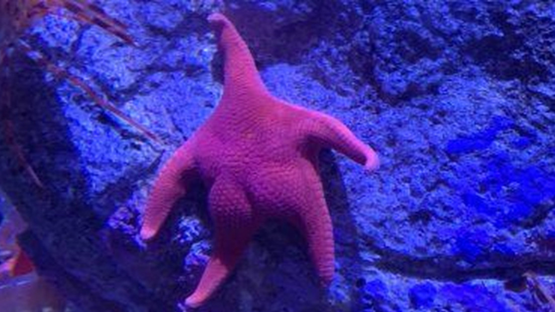 ¿’Patricio’ es argentino?: una estrella de mar “culona” conquista Internet