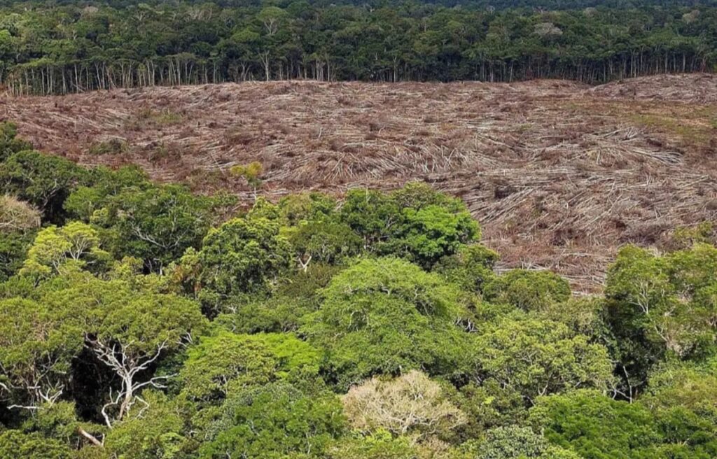 Estudio revela que solo 7% del acaparamiento de tierras en la Amazonía resultan en sentencias