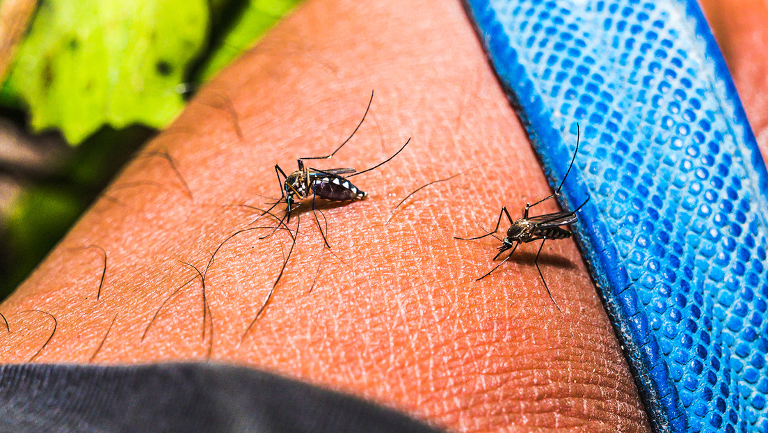 China recurre al ‘canibalismo’ para combatir la chikungunya