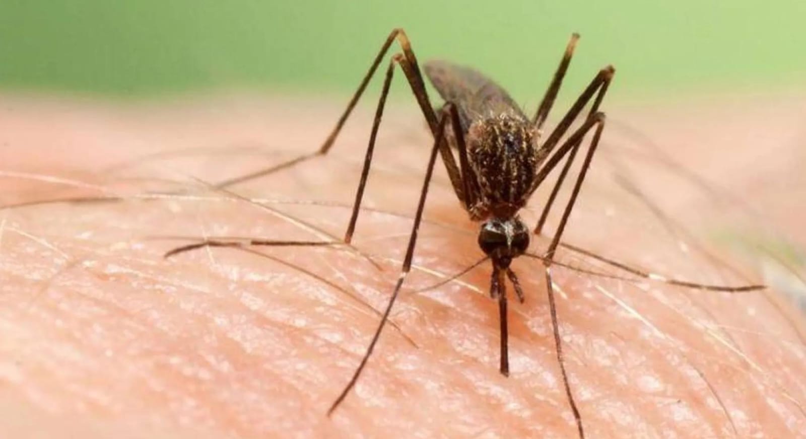 Italia reporta 89 casos y 11 muertes por Virus del Nilo Occidental