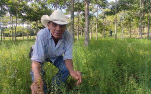 Familias campesinas fortalecen su ingreso con nuevas prácticas agrícolas