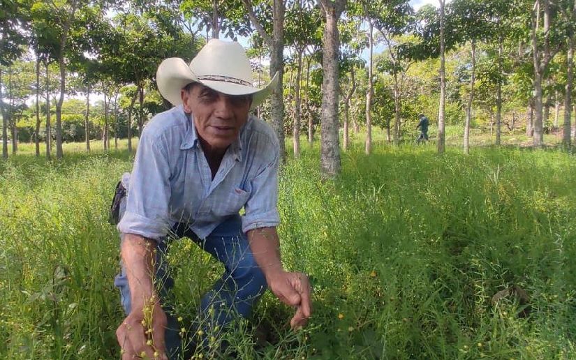 Familias campesinas fortalecen su ingreso con nuevas prácticas agrícolas