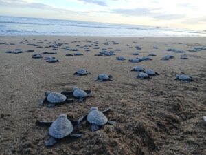 Chacocente fue escenario del desove de 767 tortugas