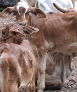 Buscan sujeto que abusó sexualmente de una ternera en El Sauce, León