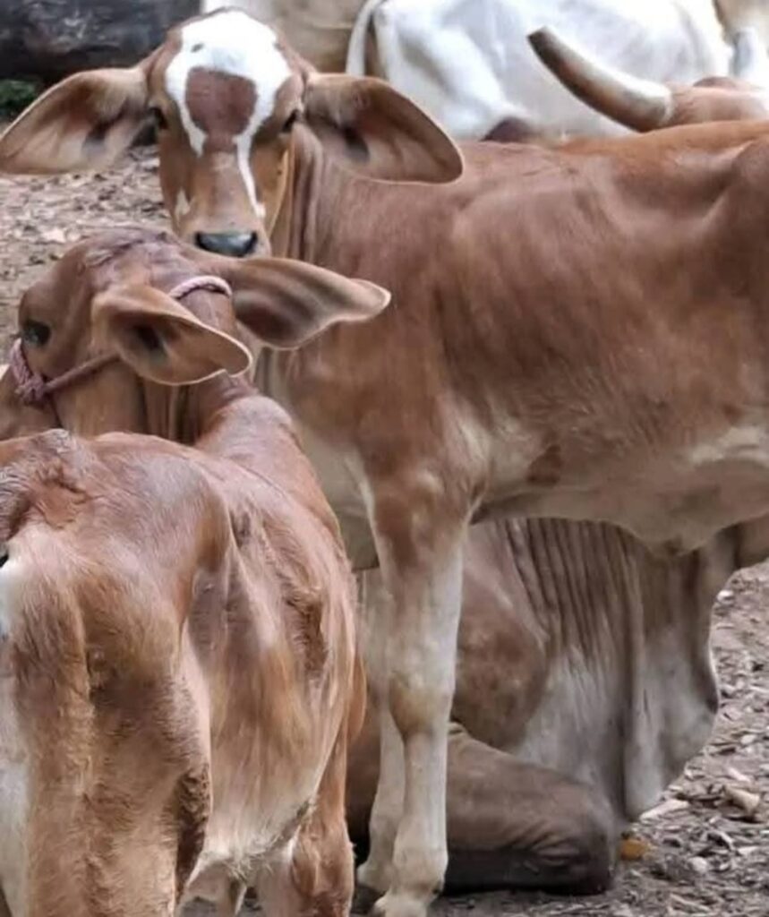 Buscan sujeto que abusó sexualmente de una ternera en El Sauce, León