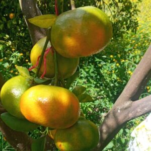 Productores listos para recolectar la cosecha de mandarina en septiembre