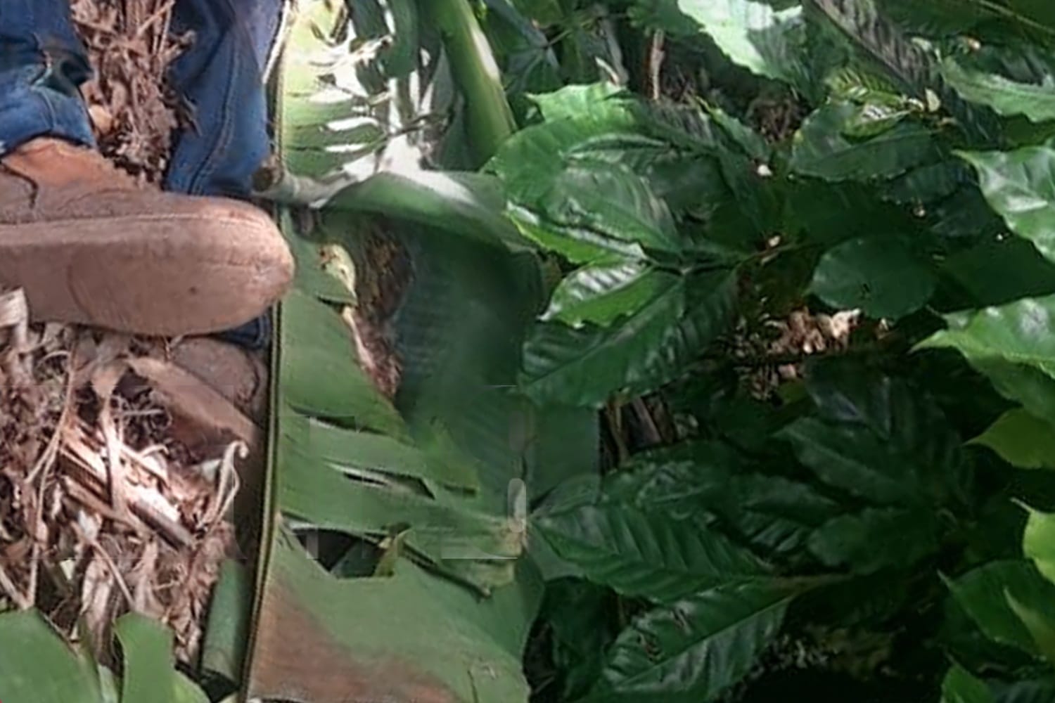 Adulto mayor desaparecido en Jinotega es encontrado en estado de descomposición