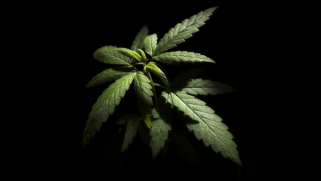 ¿Legalización de la marihuana en México? Esto dice Sheinbaum