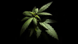 ¿Legalización de la marihuana en México? Esto dice Sheinbaum