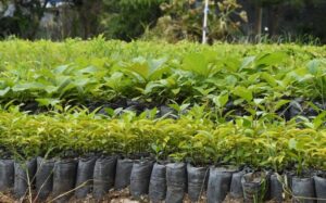 Marena ha producido 7.9 millones de plantas para campaña forestal