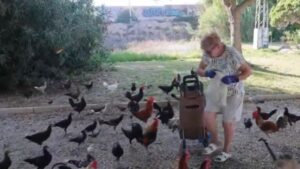 Cientos de gallinas 'se adueñan' de una ciudad europea