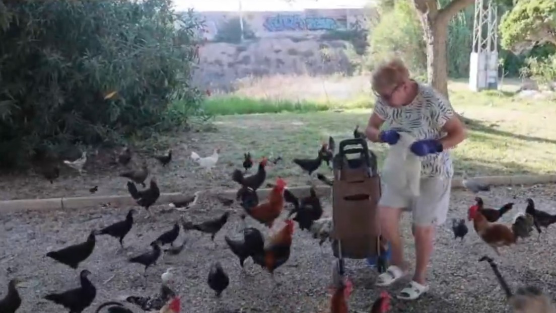Cientos de gallinas ‘se adueñan’ de una ciudad europea