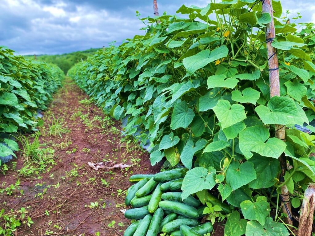 Productores garantizan abastecimiento de pepino en la dieta de los nicaragüenses