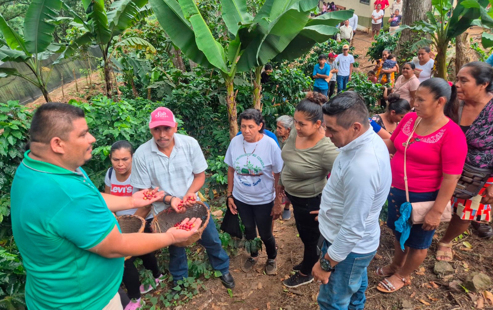 INTA desarrolla foro para mejorar técnicas de producción de semillas de café