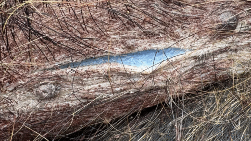 Alerta por carne porcina de color azul neón en EEUU