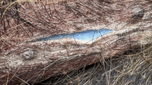 Alerta por carne porcina de color azul neón en EEUU