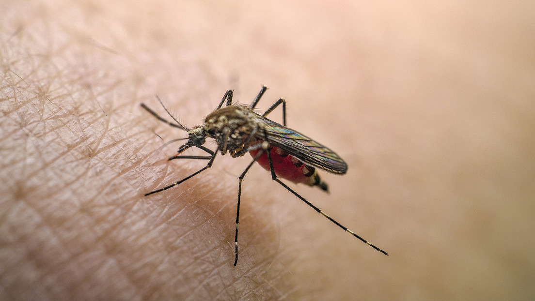 EEUU suspende aplicación de vacuna contra la chikungunya por “graves” efectos adversos