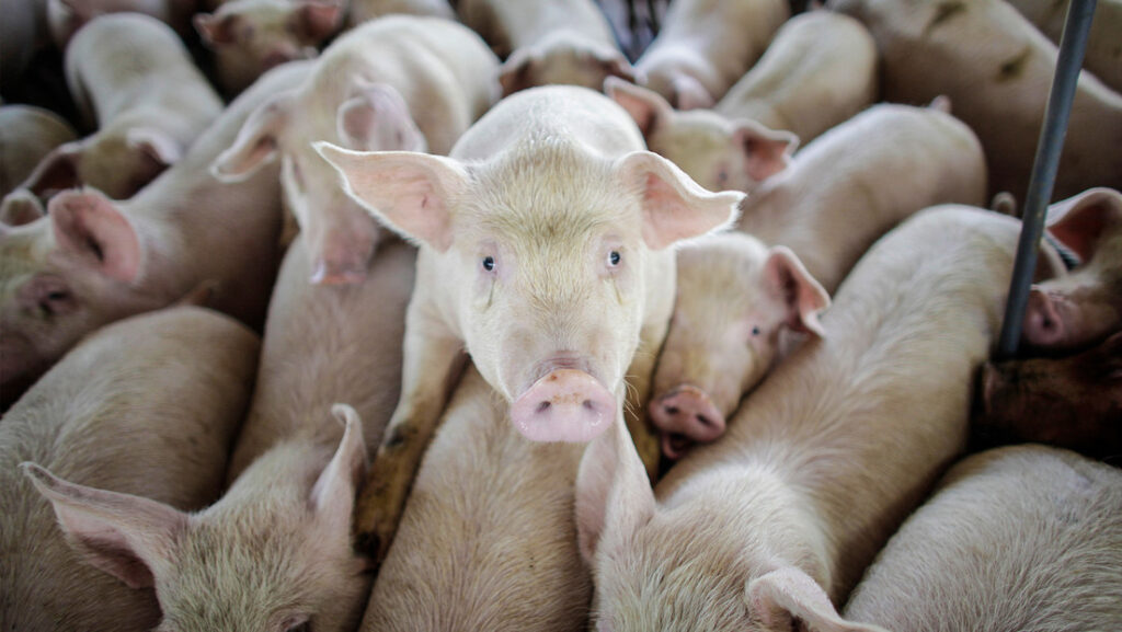 Trasplantan por primera vez un pulmón de cerdo a un humano