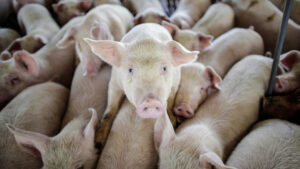 Trasplantan por primera vez un pulmón de cerdo a un humano