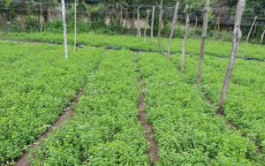 Producción nicaragüense de hierbabuena supera el millón de moños.