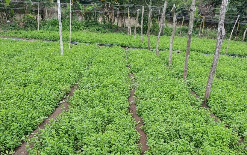 Producción nicaragüense de hierbabuena supera el millón de moños.