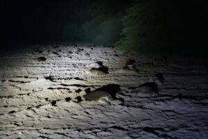 Llegan 5 mil 700 tortugas en segunda anidación en el Refugio de Vida Silvestre La Flor