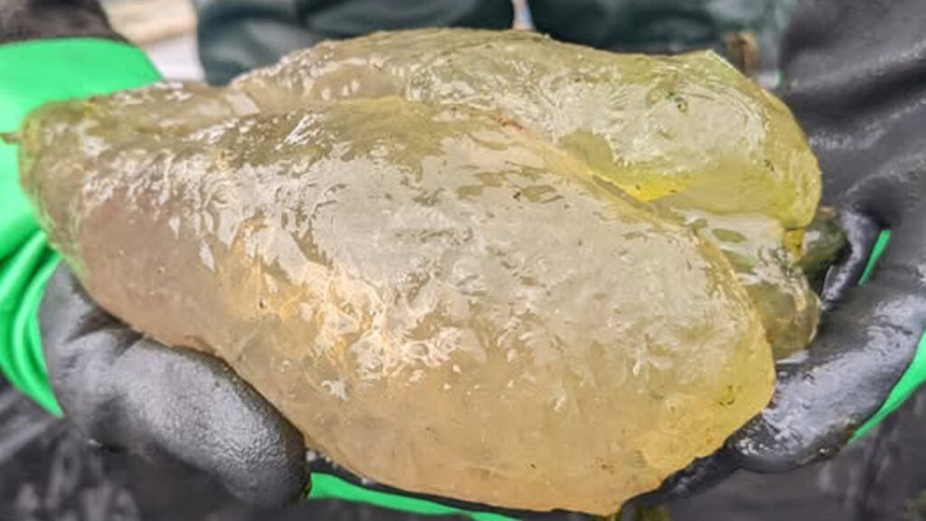 Revelan qué son los 'osos de goma malditos' hallados en un lago de EEUU