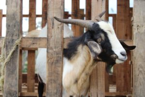 Más de 14 mil caprinos fortalecen la producción ganadera en Nicaragua