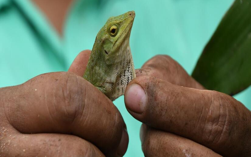 Nicaragua exporta fauna silvestre de manera sostenible