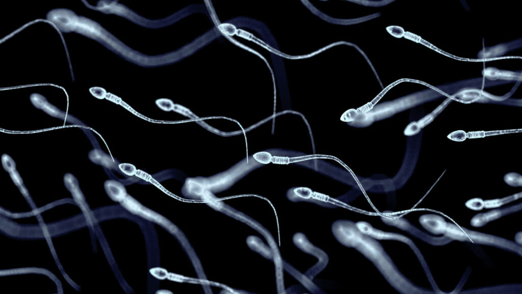 Microrrobots hechos con espermatozoides, la nueva esperanza contra la infertilidad