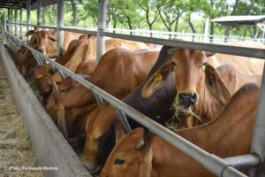 Primer Encuentro Internacional de Sanidad Bovina en Nicaragua armonizará estrategias regionales