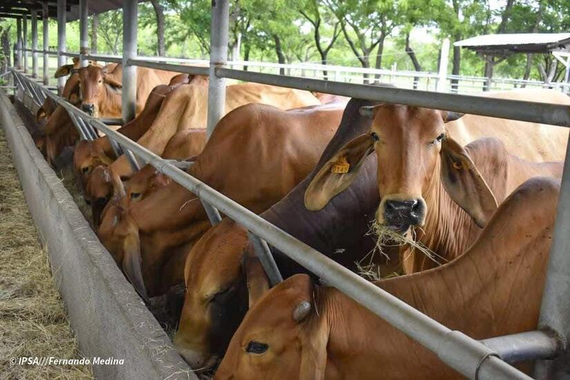 Primer Encuentro Internacional de Sanidad Bovina en Nicaragua armonizará estrategias regionales